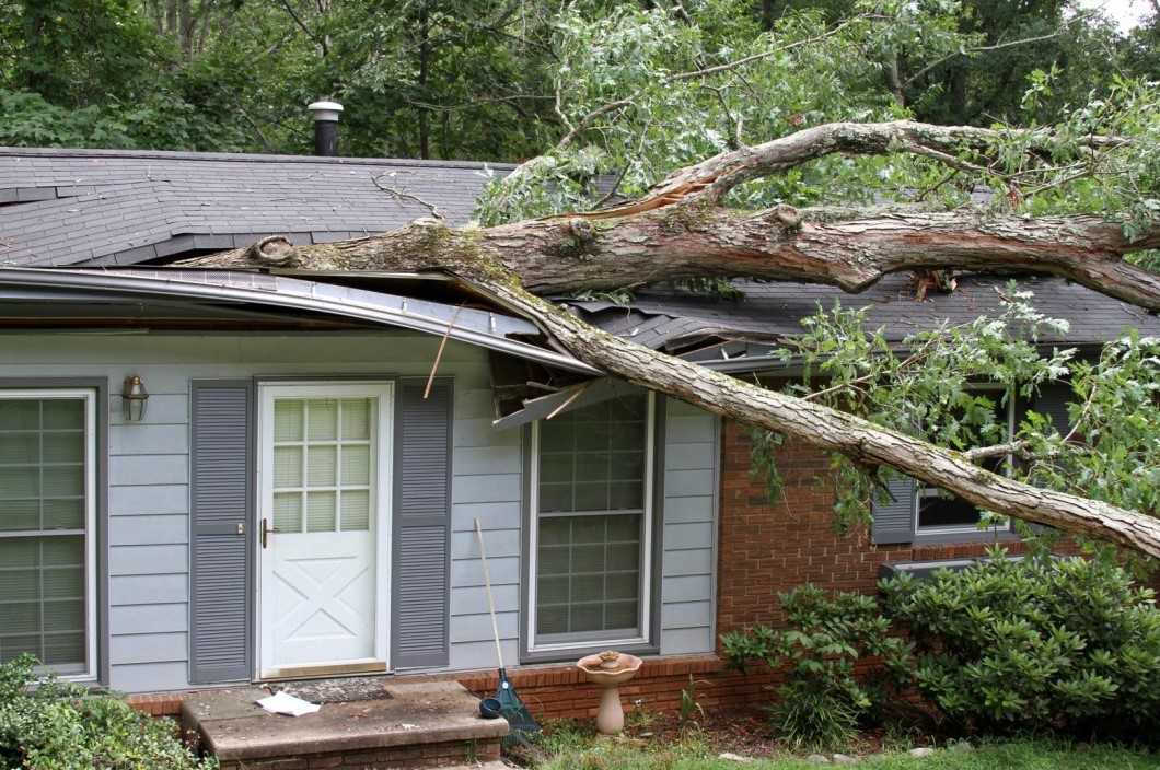 what to do when a tree falls on your roof in Westminster